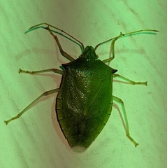 Chlorocorini