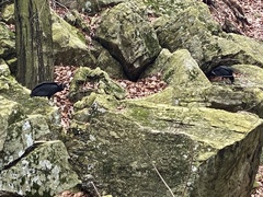 Coragyps atratus
