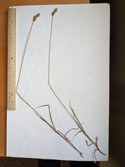 Carex petasata