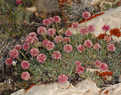 Eriogonum gracilipes