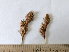 Carex petasata