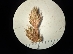 Carex petasata