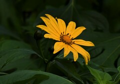 Tithonia diversifolia