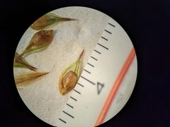 Carex petasata