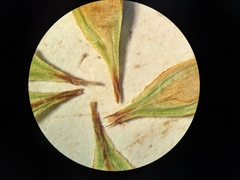 Carex petasata