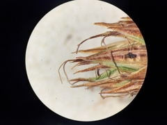 Carex petasata