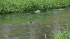 Gallinula chloropus chloropus