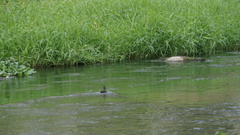 Gallinula chloropus chloropus