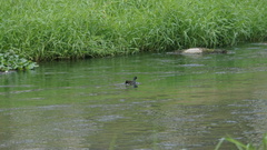 Gallinula chloropus chloropus