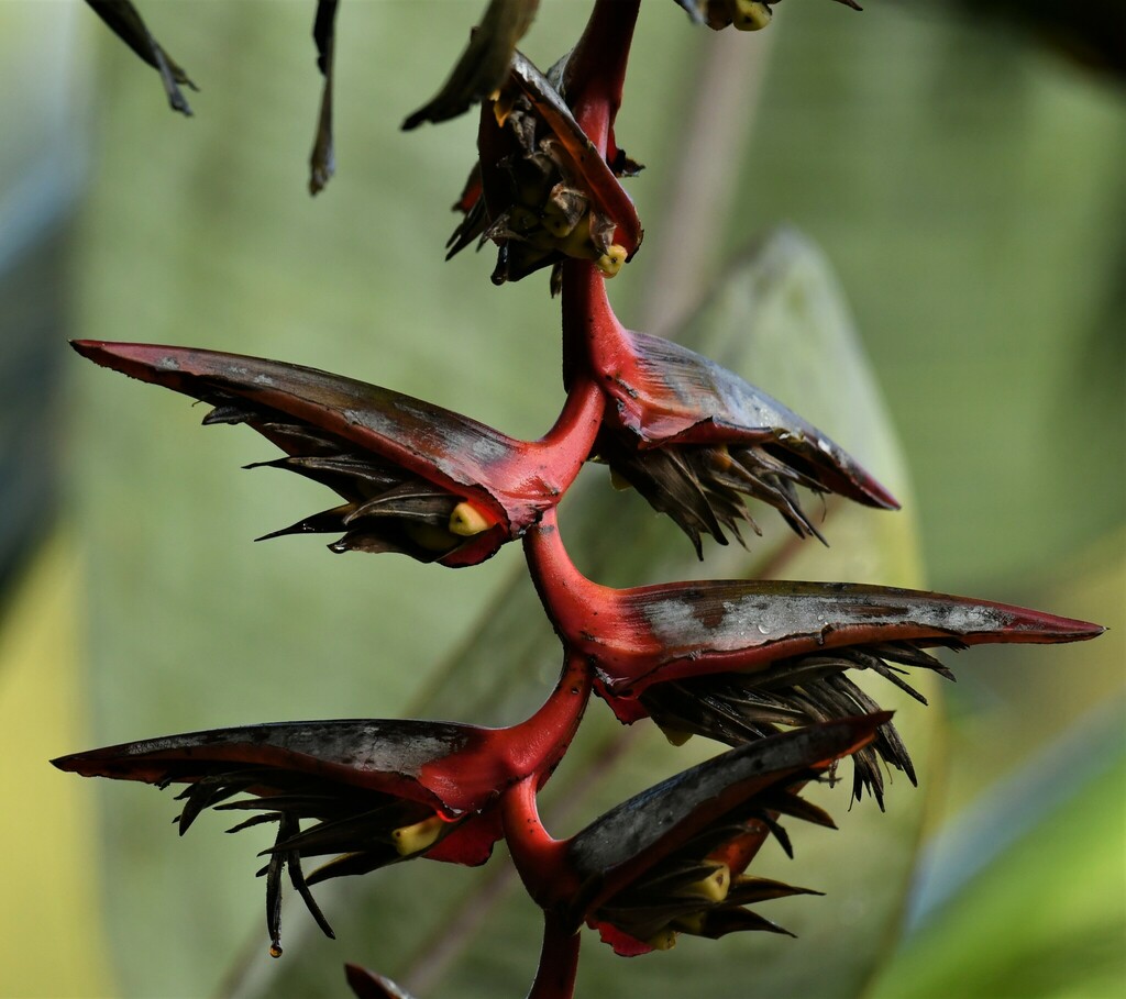 Griggsia