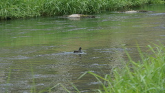 Gallinula chloropus chloropus