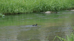 Gallinula chloropus chloropus