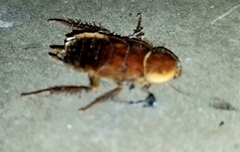 Parcoblatta pennsylvanica