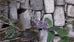 Buddleja