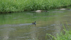 Gallinula chloropus chloropus