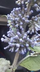 Buddleja