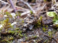 Lobaria hallii
