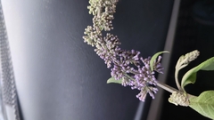 Buddleja