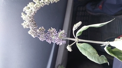 Buddleja