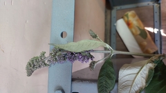 Buddleja
