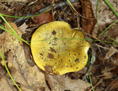 Tricholoma