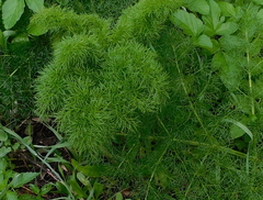 Ferula communis