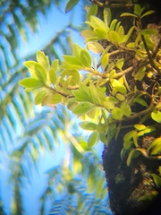 Columnea scandens
