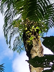 Columnea scandens