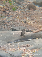 Turdus simillimus