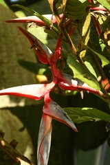 Heliconia chartacea