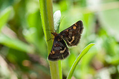 Pyrausta porphyralis