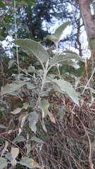 Buddleja