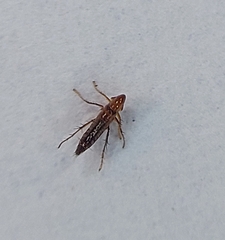 Siphonaptera