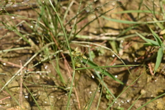 Cyperus flavescens
