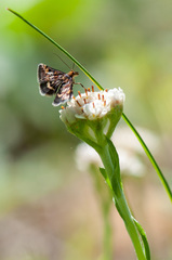Pyrausta porphyralis