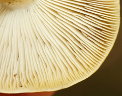 Tricholoma