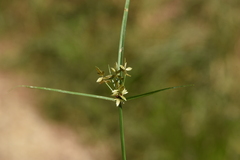 Cyperus flavescens