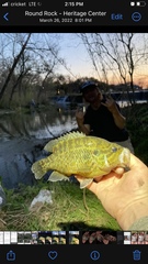 Lepomis gulosus