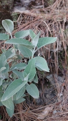 Buddleja
