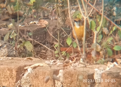 Geokichla citrina