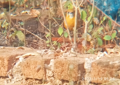 Geokichla citrina