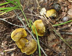 Tricholoma