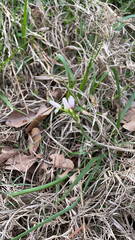 Nothoscordum bivalve