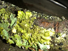 Melanohalea exasperatula