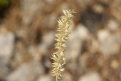 Melica transsilvanica