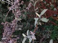 Buddleja