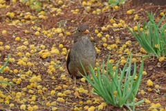 Turdus smithi