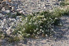 Heliotropium halacsyi