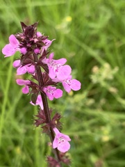 Stachys agraria
