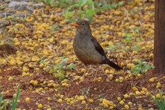 Turdus smithi